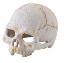 Exo Terra Primaten Nano Fossil Skull 8X10X7 Cm