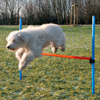 Agility-Hürden-Set