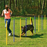 Agility - Slalom