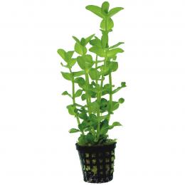 Aquafleur Bacopa Amplexicaulis Pflanze im 5 cm Topf