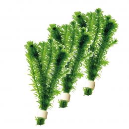 Aquafleur Elodea Densa in Terra Cotta Aquarienpflanze 3 Stück