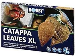 Hobby Catappa Blätter Xl 12 Stück Xl