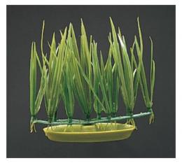 Marina Aquascaper Foreground Micro Sagittaria 5 Cm 5 Cm