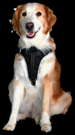 Trixie Dog Protect Sicherheitsgeschirr L