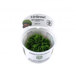 Tropica Moospflanze Monosolenium tenerum